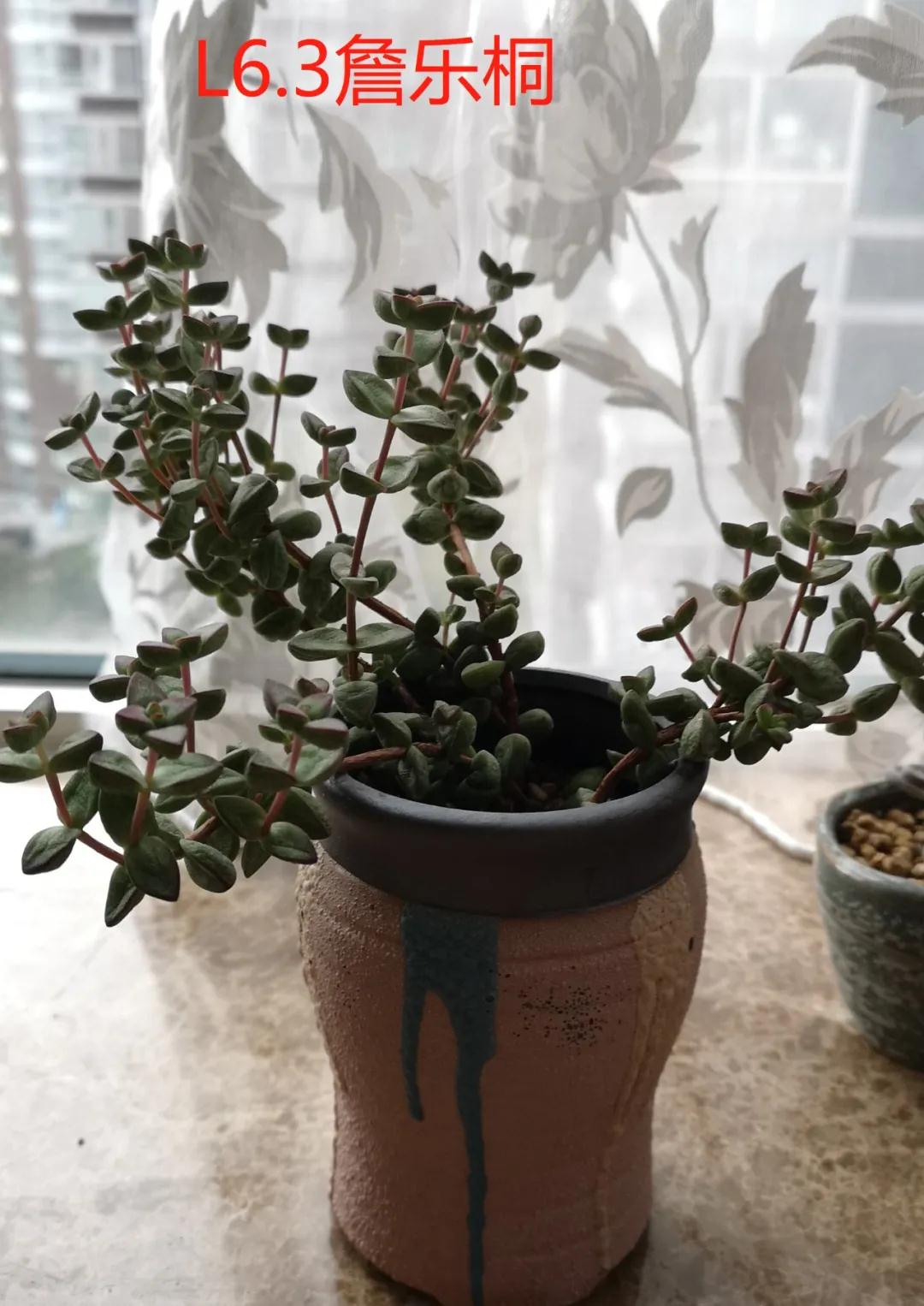 茵茵春色醉人間，幽幽情懷入家園/力邁中美學(xué)校環(huán)保教育月彩蛋(圖11)