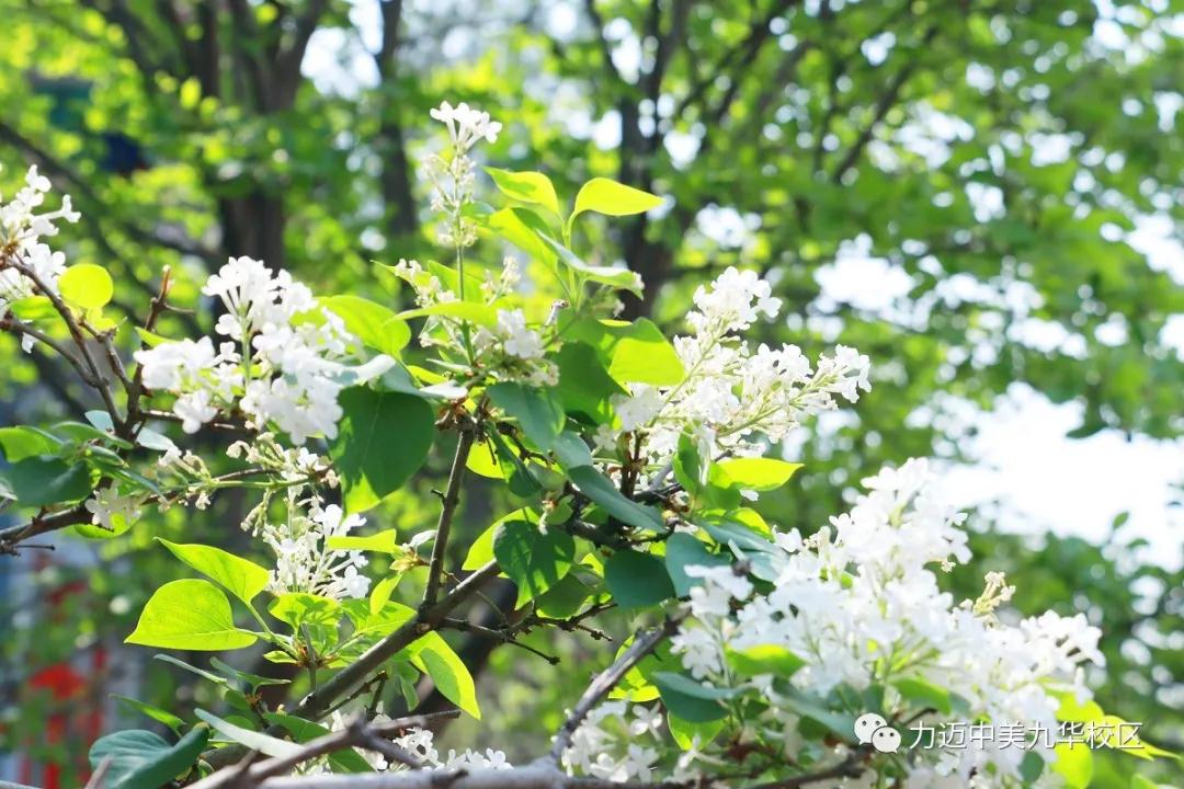 疫云消散，丁香花開(kāi)|校園堅(jiān)持全面消殺防控工作不松懈，等你歸來(lái)(圖2)