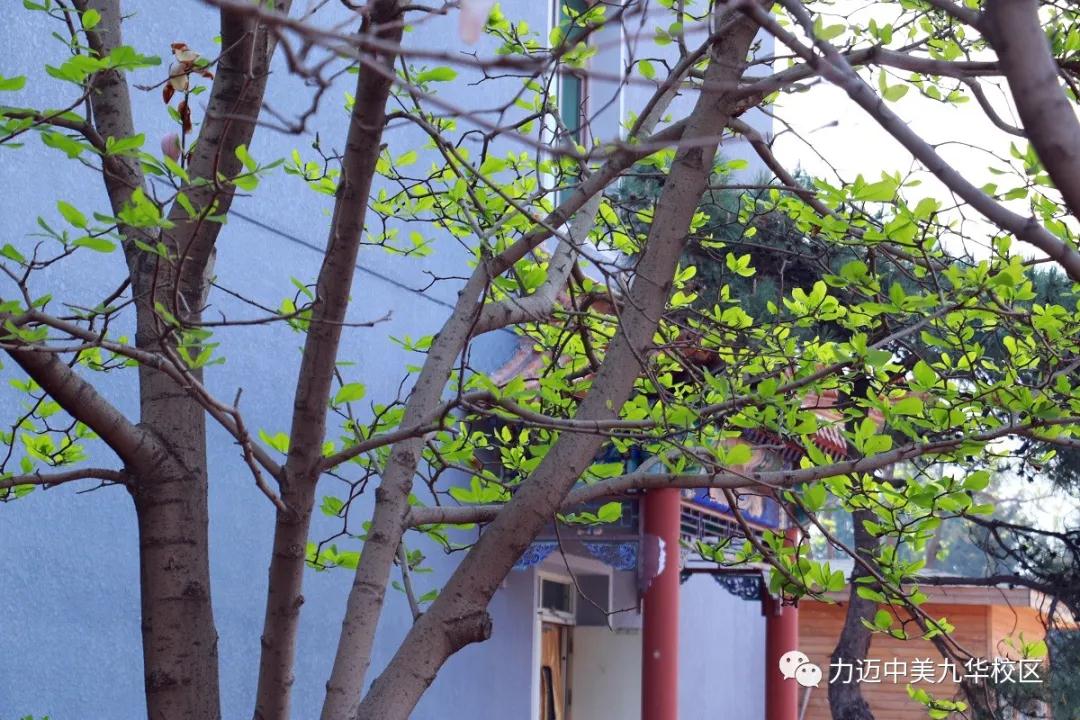 不凡四月人依舊，北歸大雁似曾識。| 力邁校園墨香滿，春暖花開待君歸。(圖4)