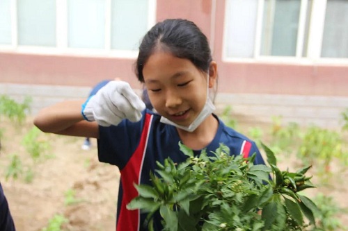 我愛這土地，因?yàn)槲倚岬搅四嗤梁筒萑~的芬芳|力邁中美國際學(xué)校勞動(dòng)教育實(shí)踐活動(dòng)(圖9)