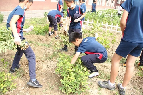 我愛這土地，因?yàn)槲倚岬搅四嗤梁筒萑~的芬芳|力邁中美國際學(xué)校勞動(dòng)教育實(shí)踐活動(dòng)(圖15)