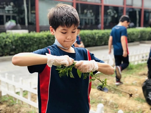 我愛這土地，因?yàn)槲倚岬搅四嗤梁筒萑~的芬芳|力邁中美國際學(xué)校勞動(dòng)教育實(shí)踐活動(dòng)(圖11)