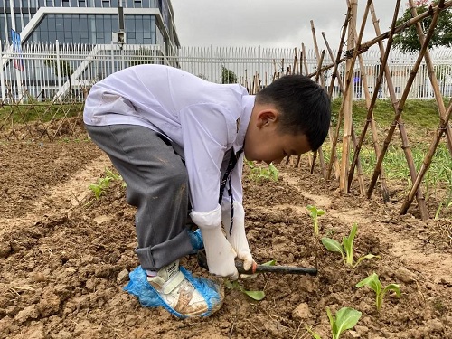 先行者｜南昌這所國際學校為學生打造了生態(tài)種植園(圖6)