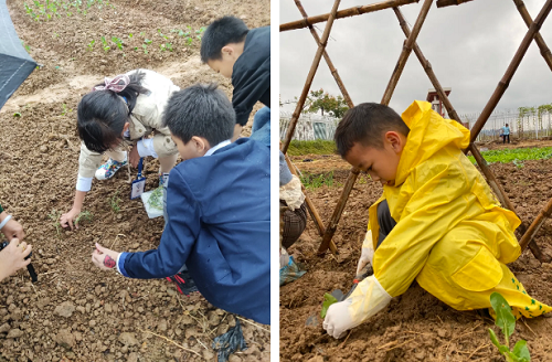 先行者｜南昌這所國際學校為學生打造了生態(tài)種植園(圖5)