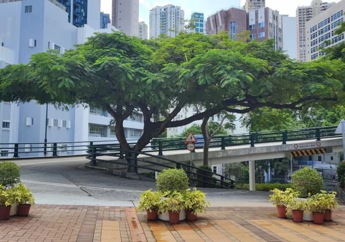 力邁學(xué)子 沖擊港前三，揭秘香港名校錄取分?jǐn)?shù)線漲落趨勢(shì)起伏(圖12)